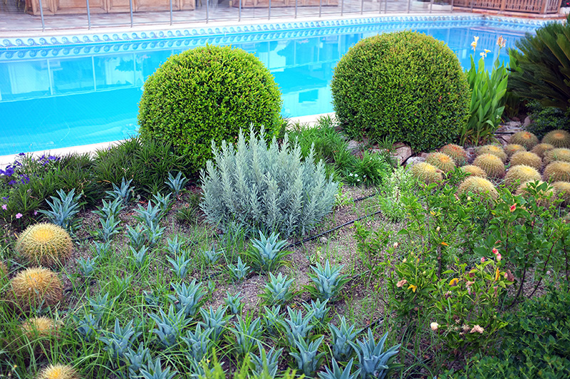 Drought Resistant Landscape