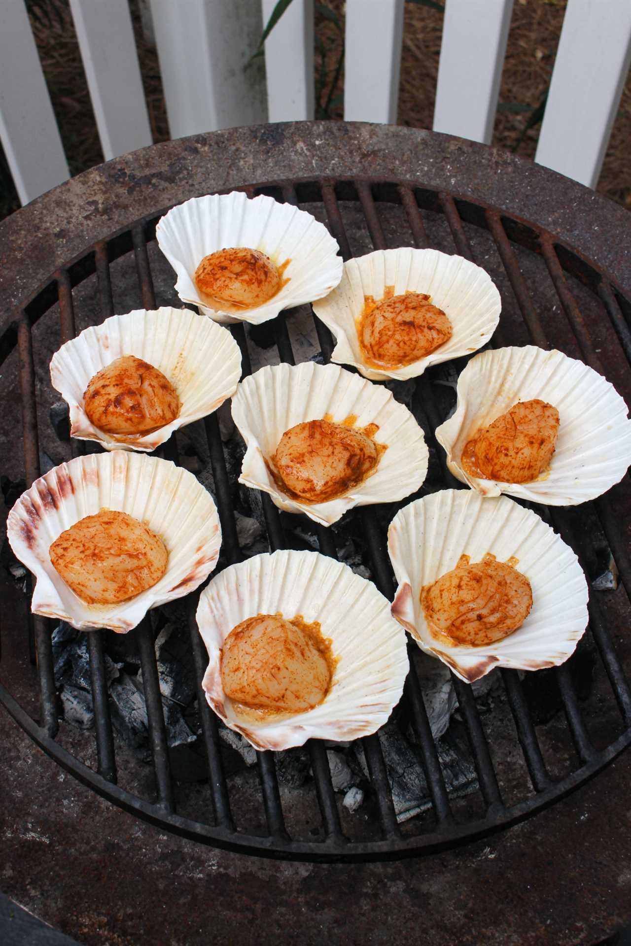 Grilled Scallops in the Shell